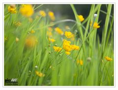 Butterblumenwiese