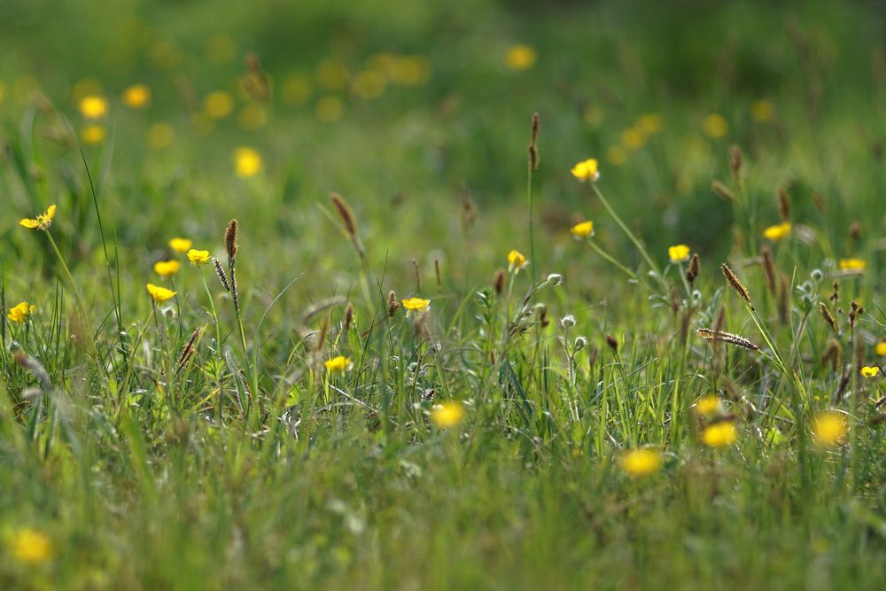 Butterblumenwiese