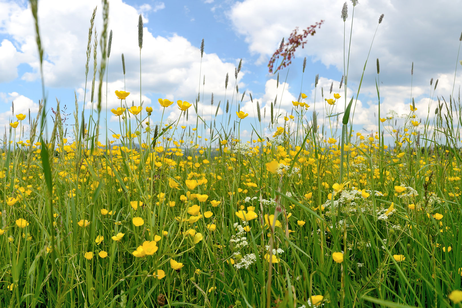 Butterblumenwiese