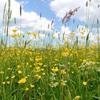 Butterblumenwiese