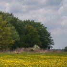 Butterblumenwiese