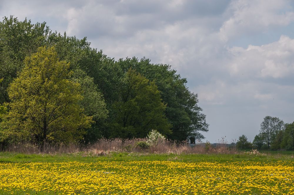 Butterblumenwiese