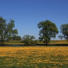 Butterblumenwiese