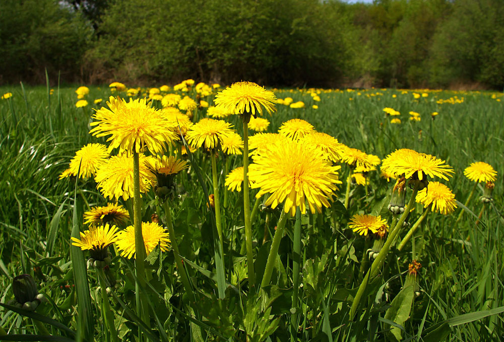 Butterblumenwiese