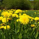 Butterblumenwiese