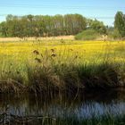 Butterblumenwiese