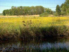 Butterblumenwiese