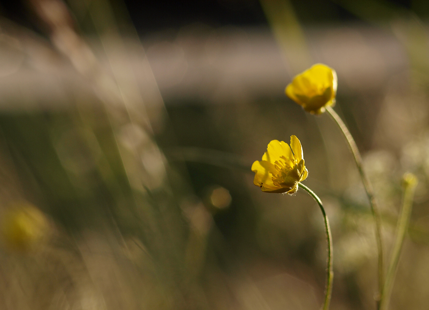 Butterbrot .. äh .. -blume.