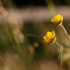 Butterbrot .. äh .. -blume.