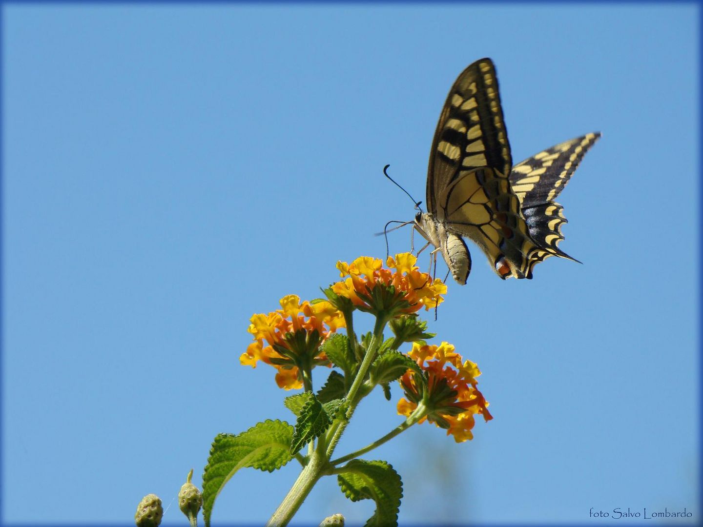 buttercolours