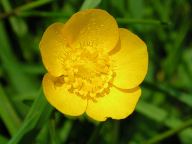 buttercup