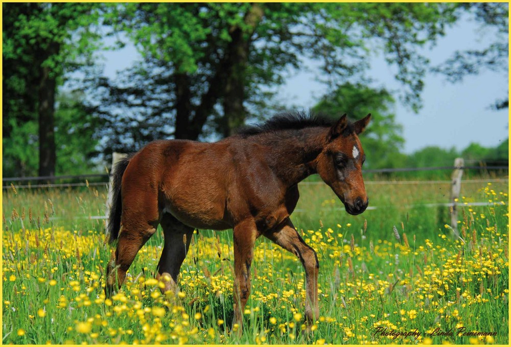 Buttercup field