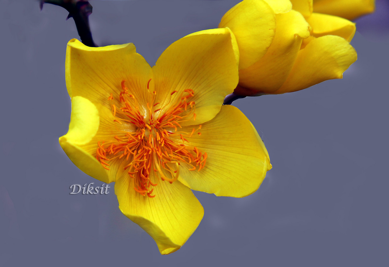 Buttercup Tree Flower.