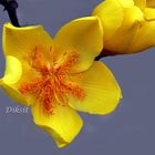 Buttercup Tree Flower.