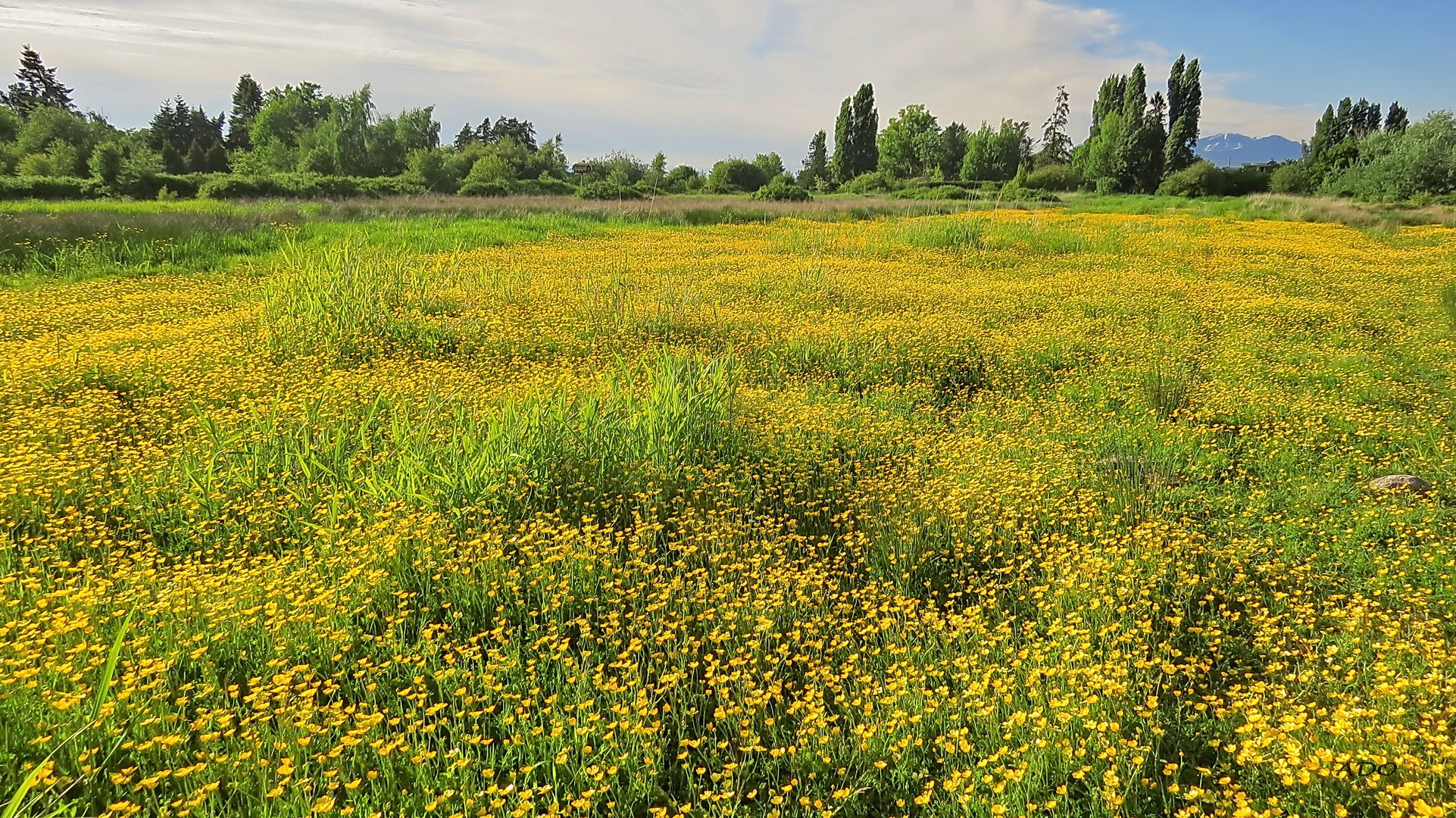 Buttercups