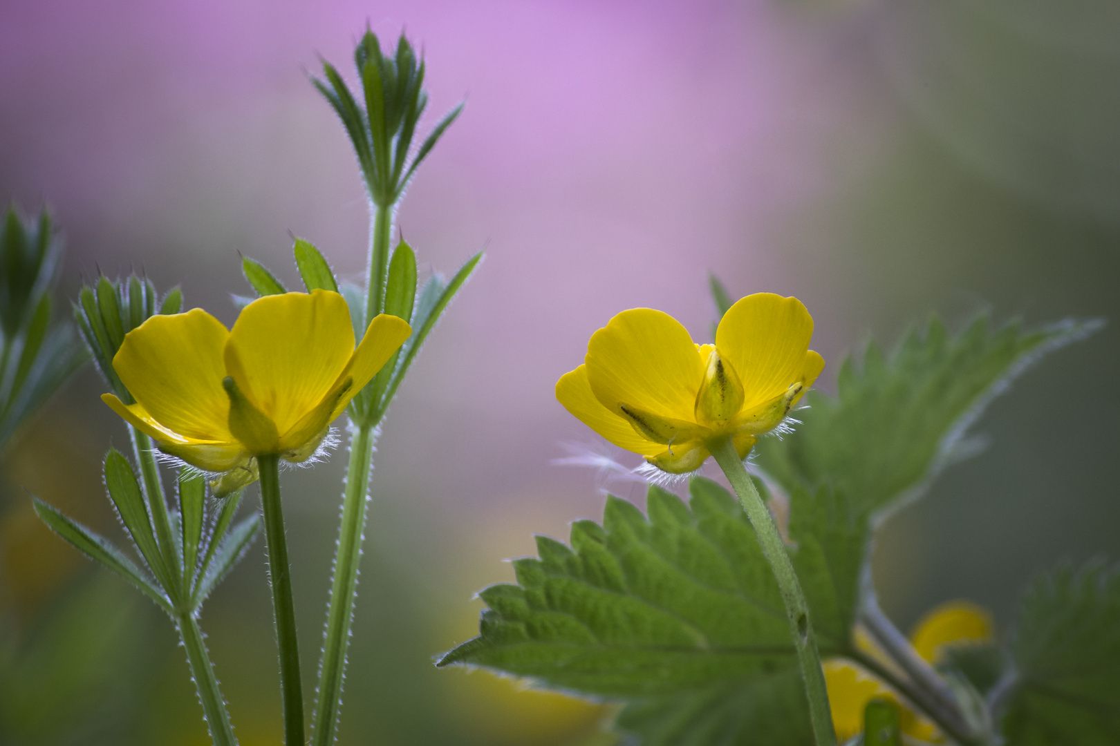 Buttercups