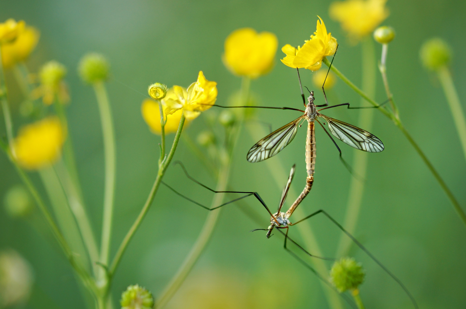 Buttercups and long legs