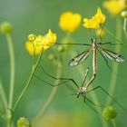 Buttercups and long legs