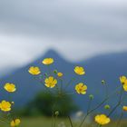 Buttercups and the Pap of Glencoe, Scottish Highlands