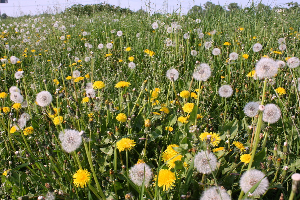 buttercups