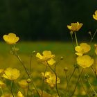 Buttercups parade