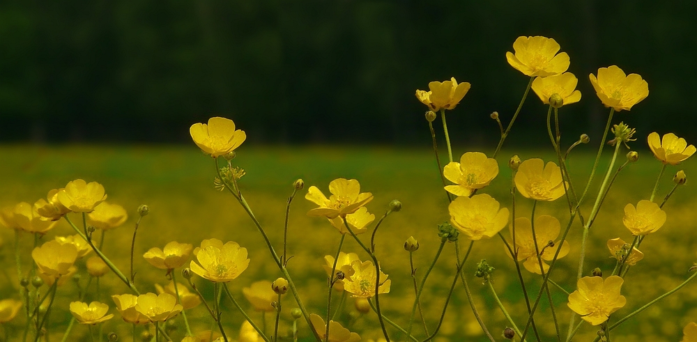 Buttercups parade