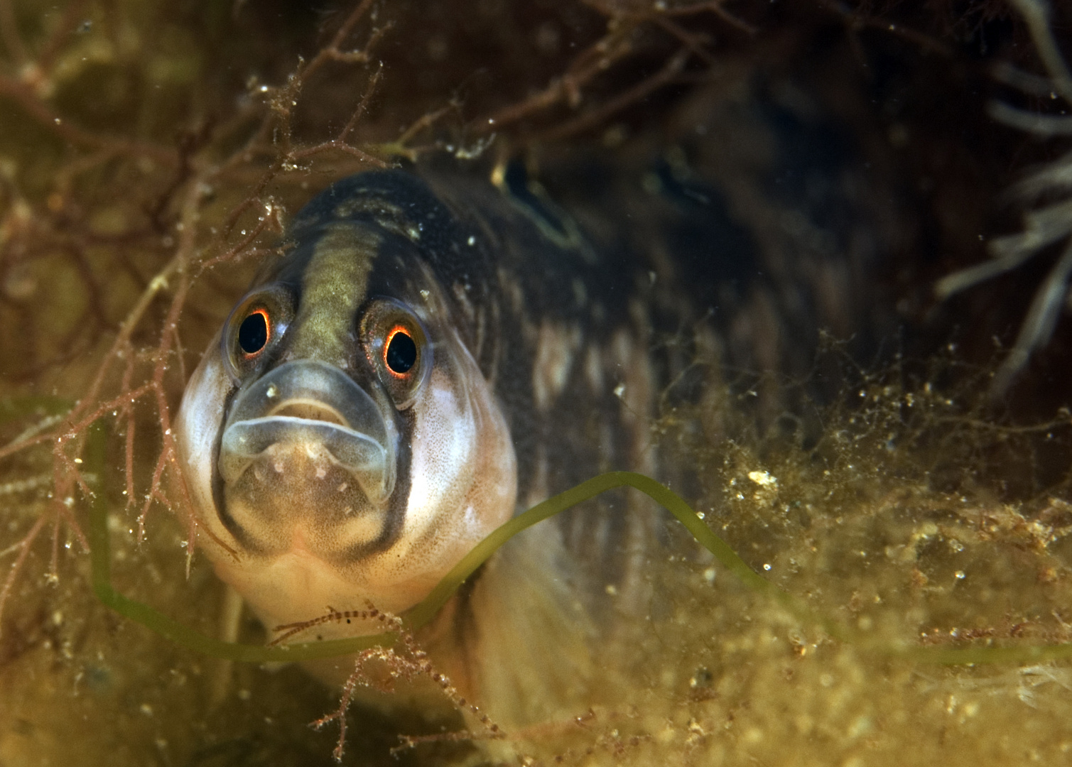 Butterfisch Foto & Bild unterwasser, uwsalzwasser, naturkreativ