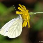 Butterflie on a flower