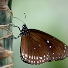 Butterfliege