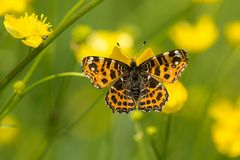 BUTTERFLIEGE auf buttercup