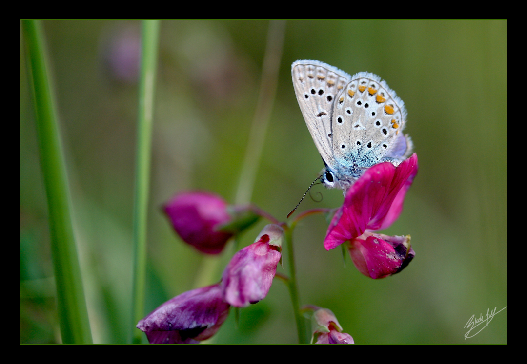 Butterfliege die II.