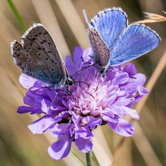 butterflies