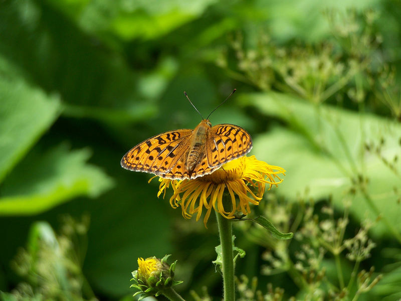 butterflies