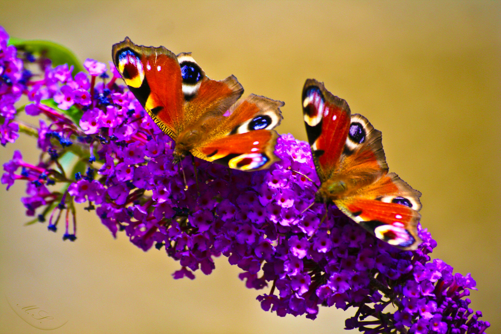 Butterflies