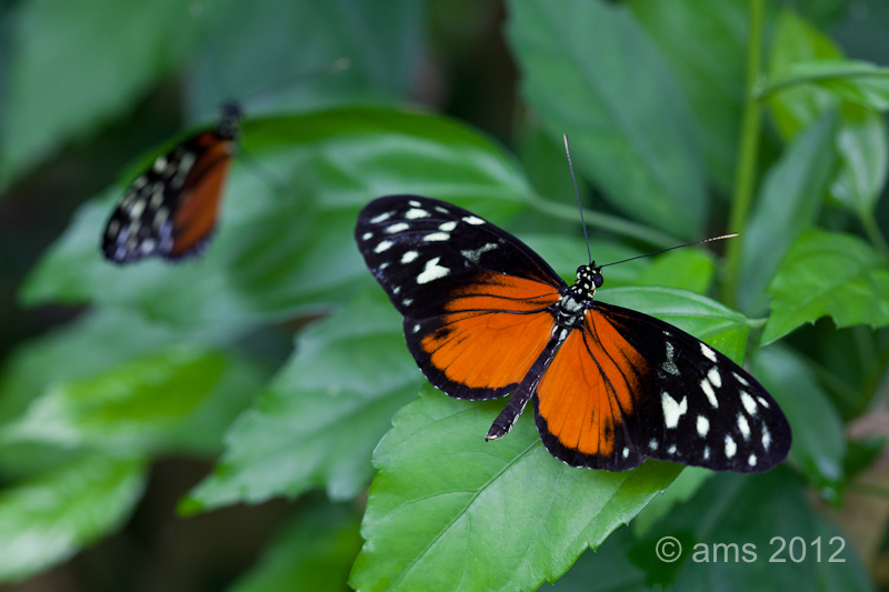 Butterflies