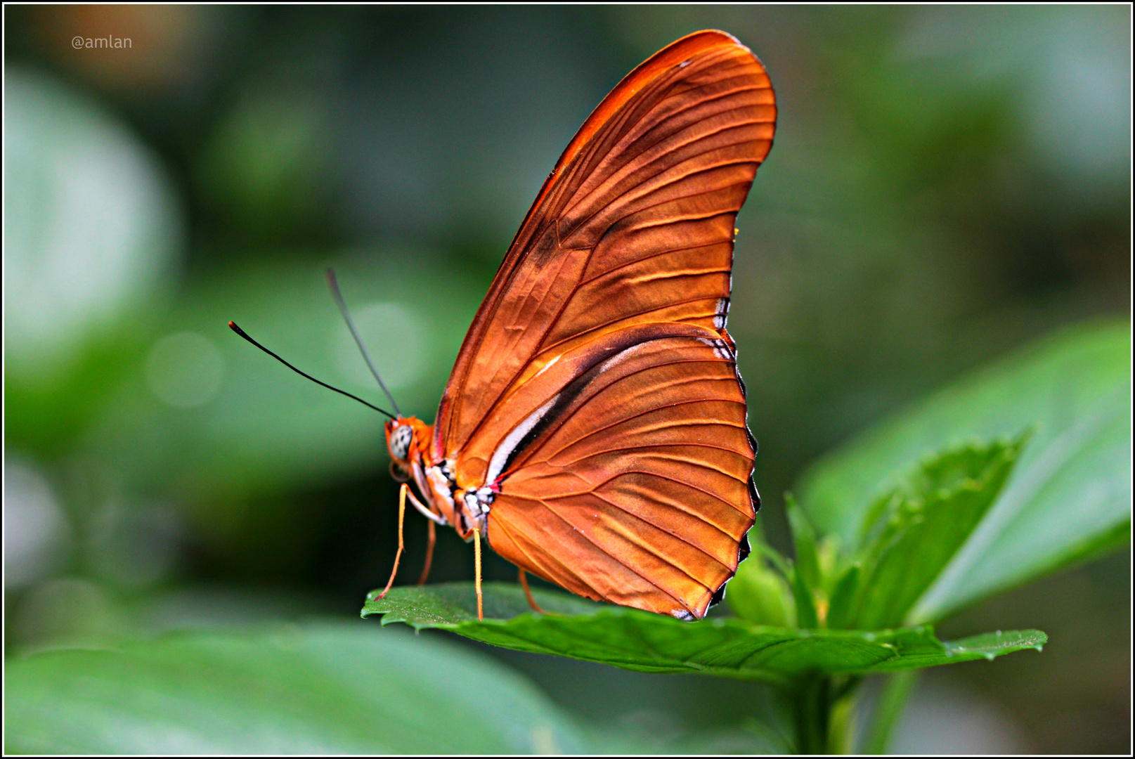 BUTTERFLIES 