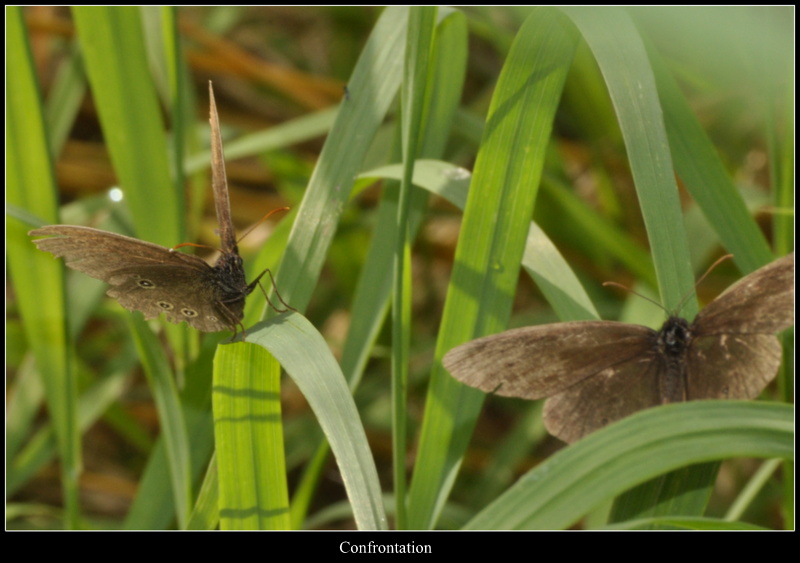 Butterflies