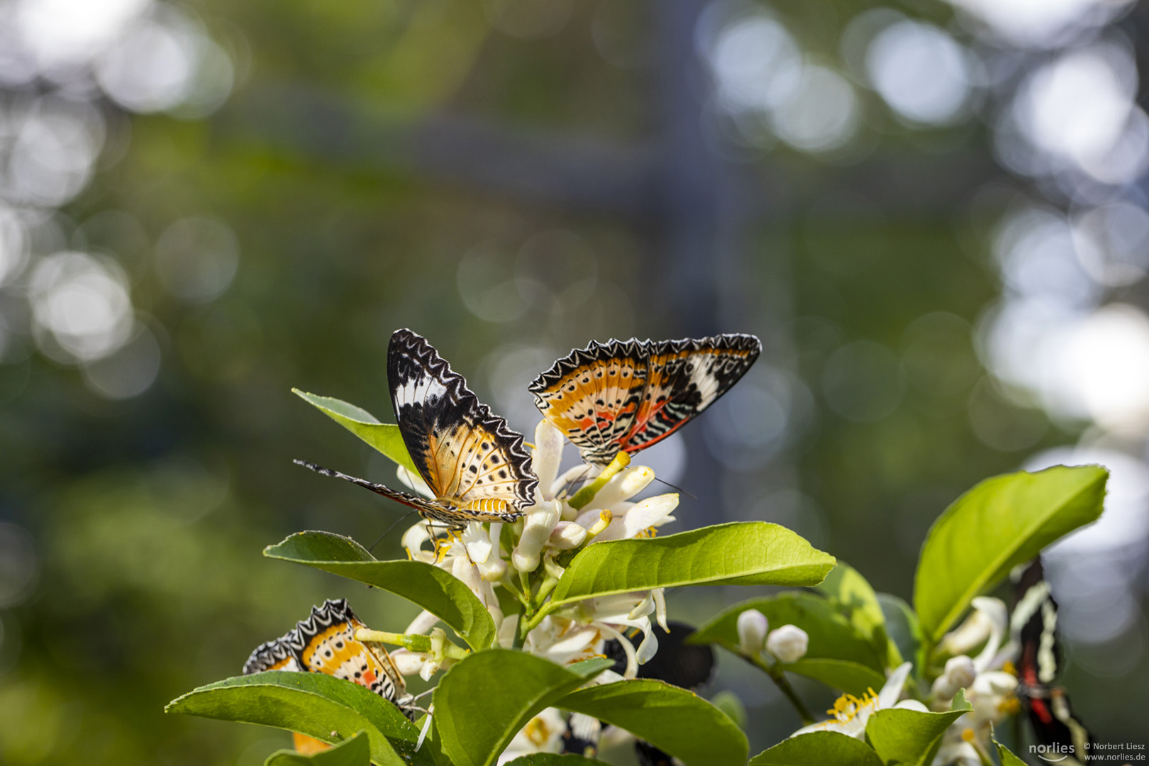 butterflies