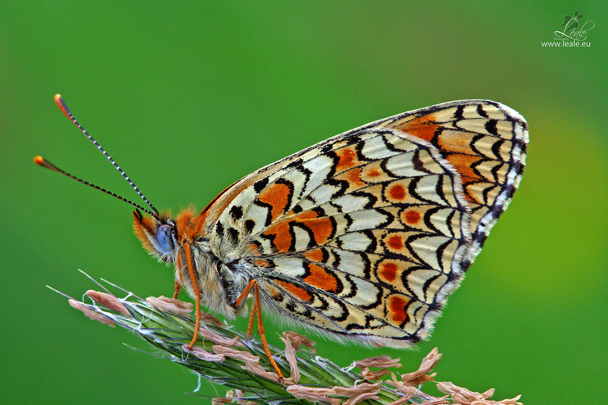 Butterflies by Léale Photography