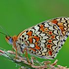 Butterflies by Léale Photography