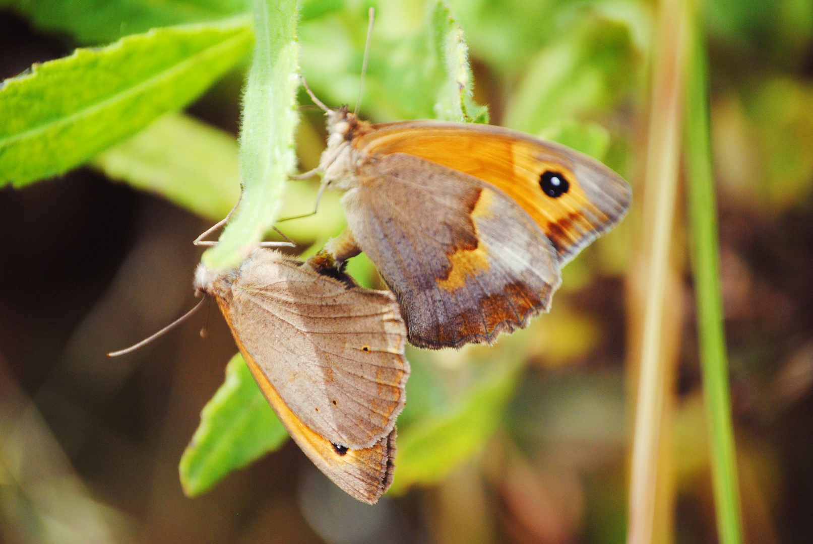 Butterflies