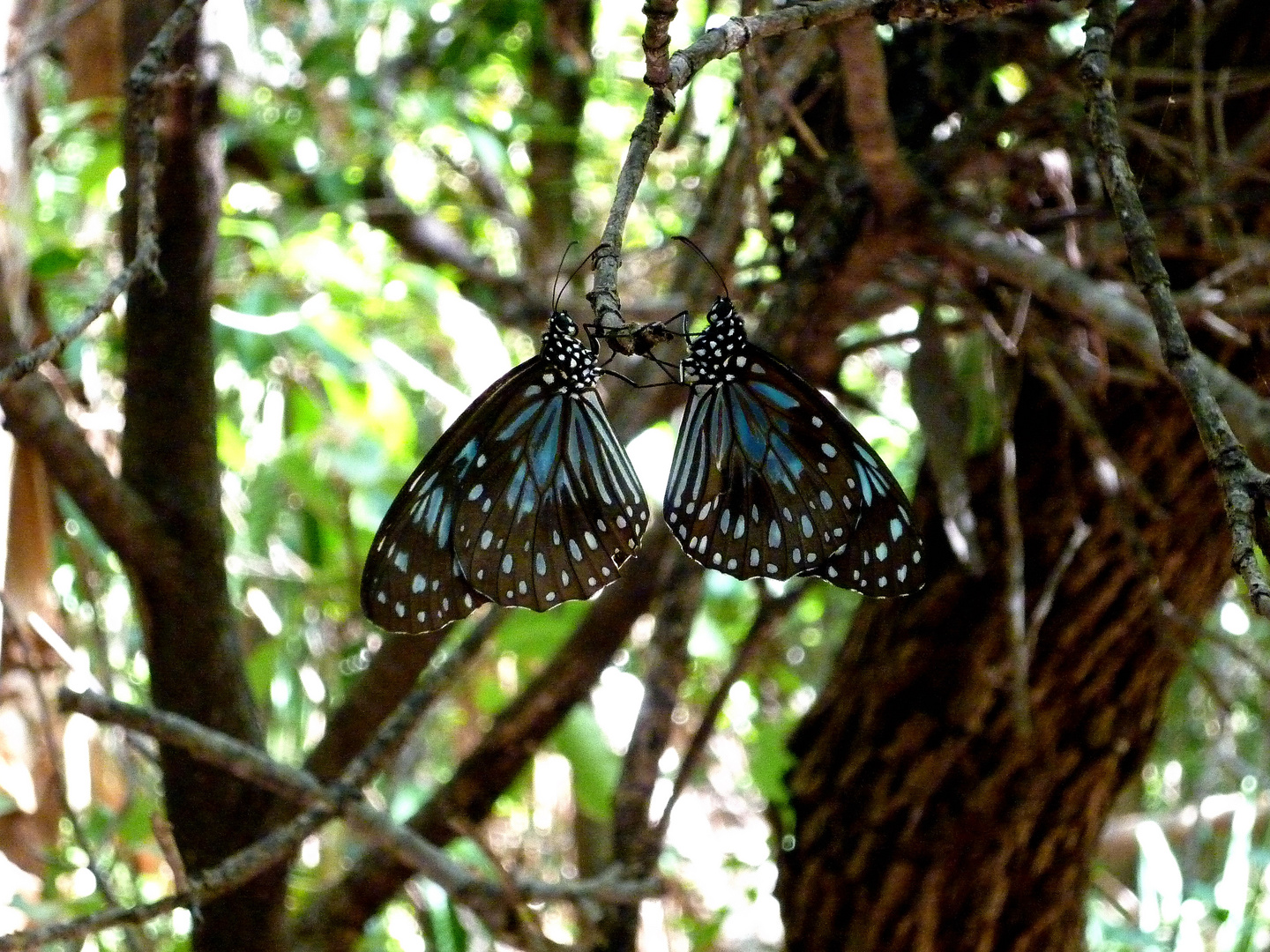 Butterflies