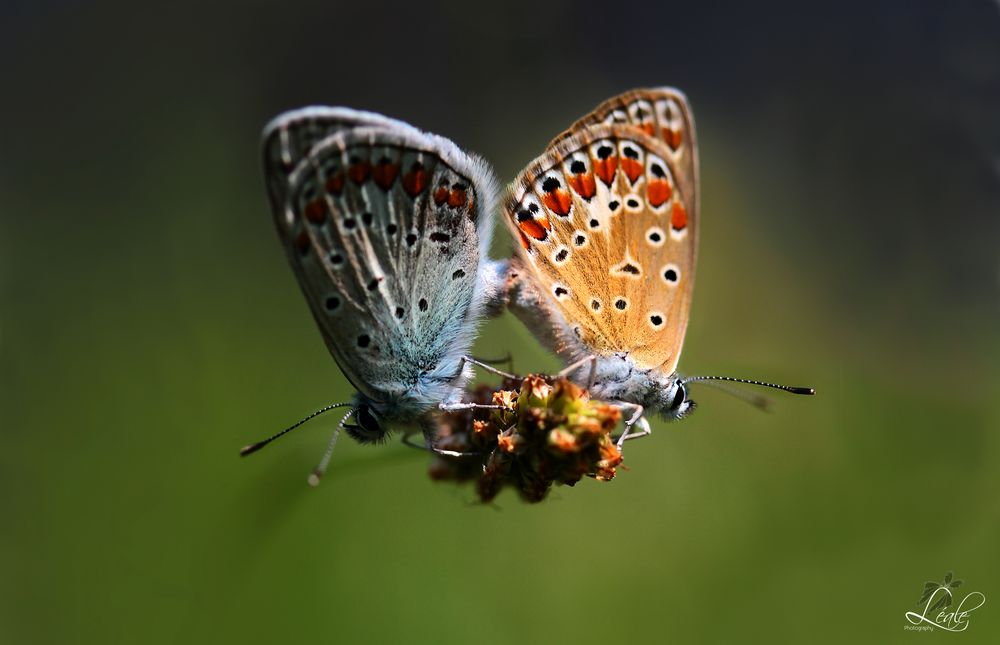 Butterflies