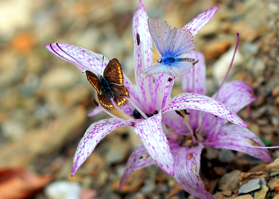 butterflies...