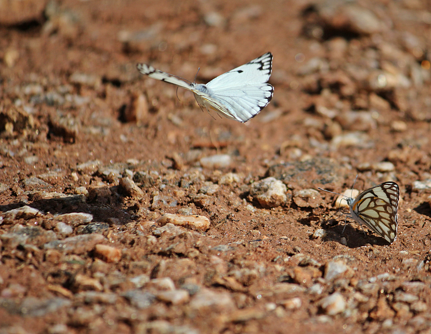 butterflies