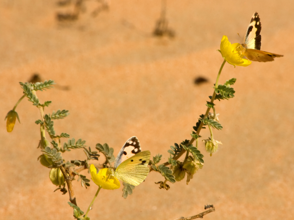 Butterflies Feeding on Zahra