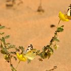 Butterflies Feeding on Zahra