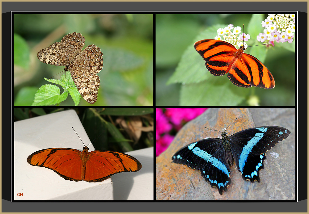 Butterflies ( I )