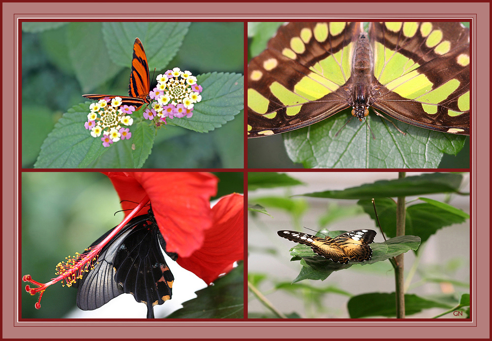 Butterflies ( II )