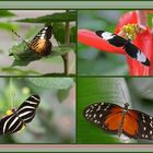 Butterflies ( III )